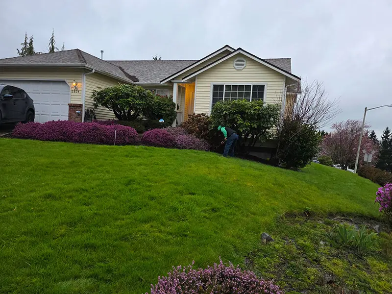 Lawn Thatching